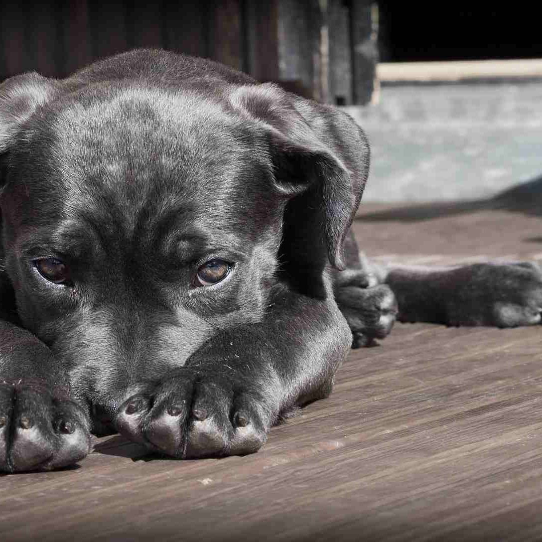 Un perro trató de defender a su amo y lo mataron