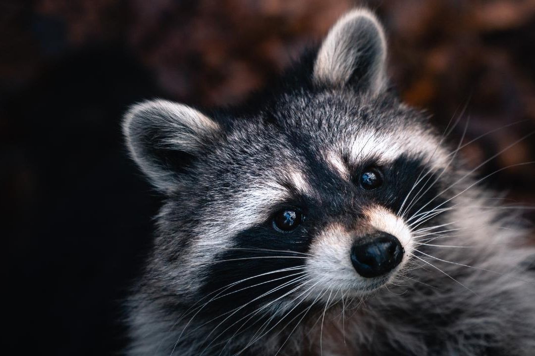 Mapache: ¿Es legal tener uno como mascota?