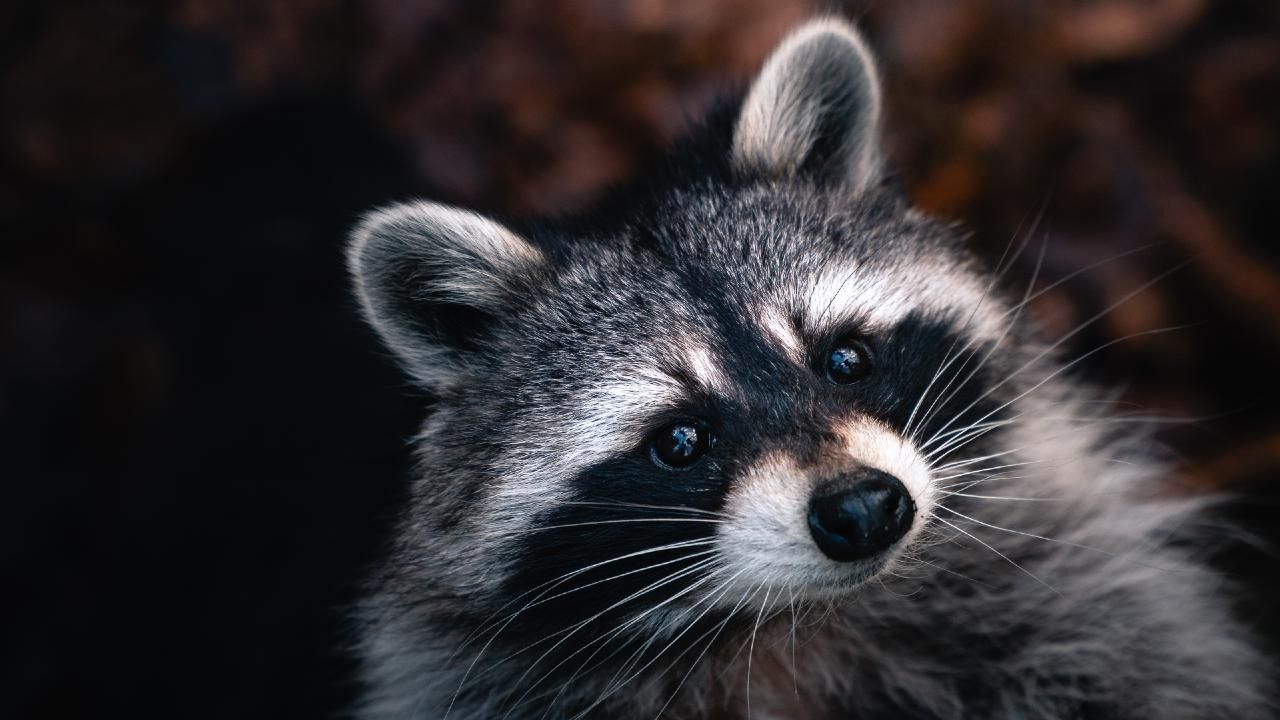 Mapache: ¿Es legal tener uno como mascota?