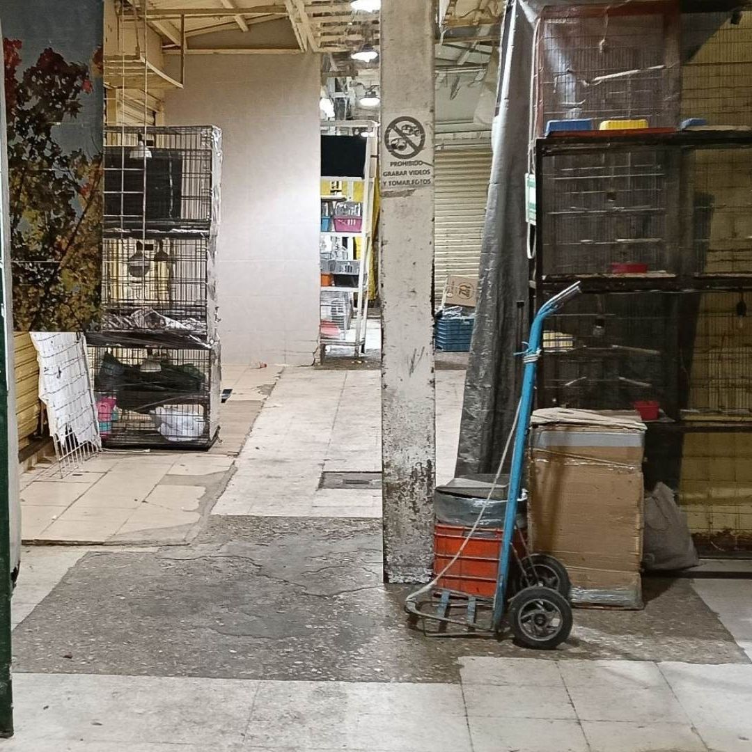 Cierran Locales de Venta de Animales Vivos en el Mercado de Sonora; Problema Persiste en CDMX