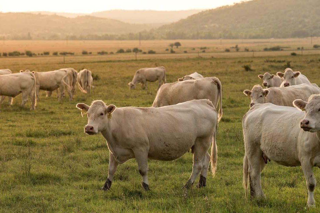La producción de células musculares bovinas podría hacerse a gran escala