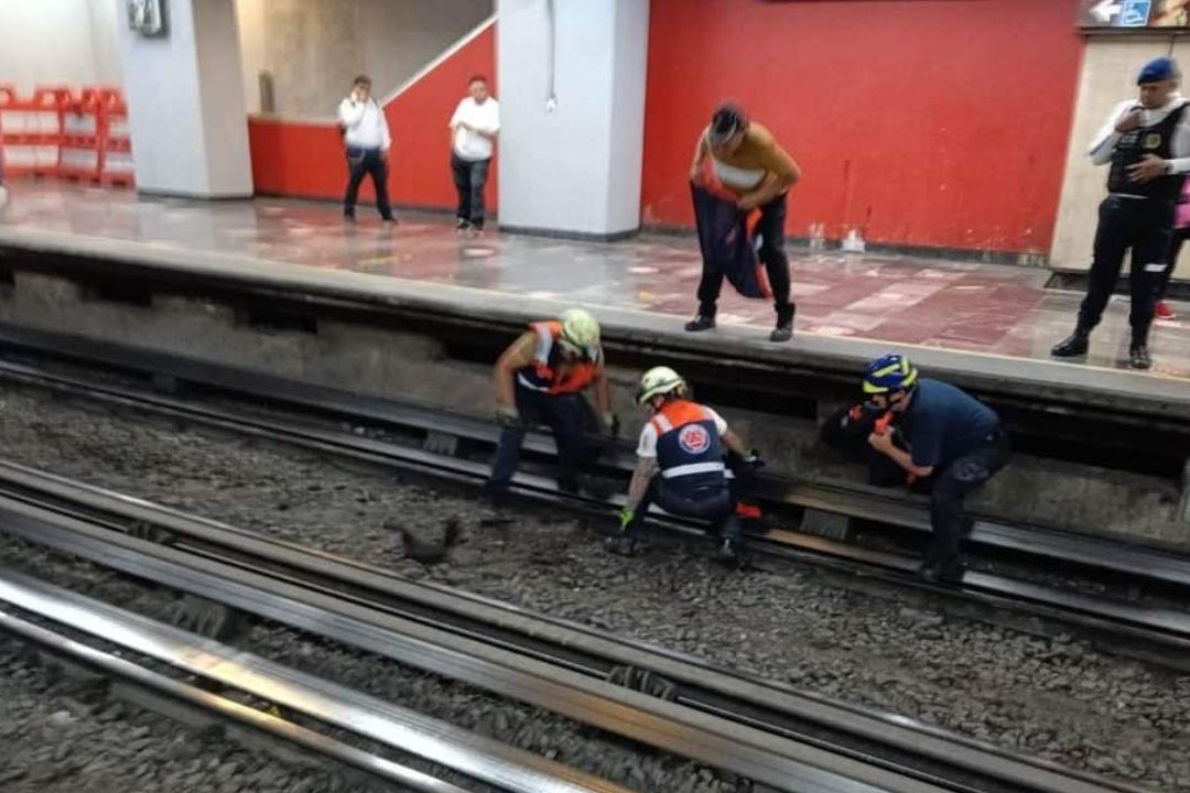 Encuentran gallina negra en las vías del Metro en CDMX