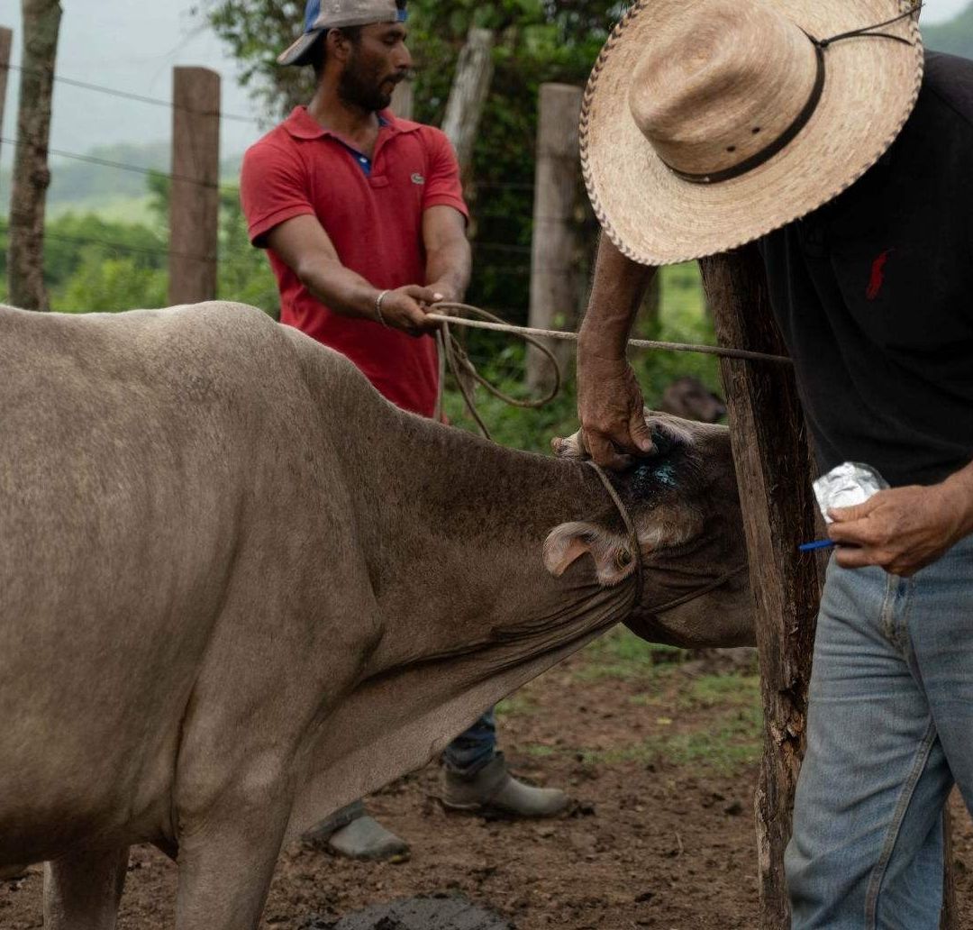 Gusano Barrenador en México: Detectan Primero Caso en Toro Descornado en Michoacán; ¿Cómo va la Plaga?
