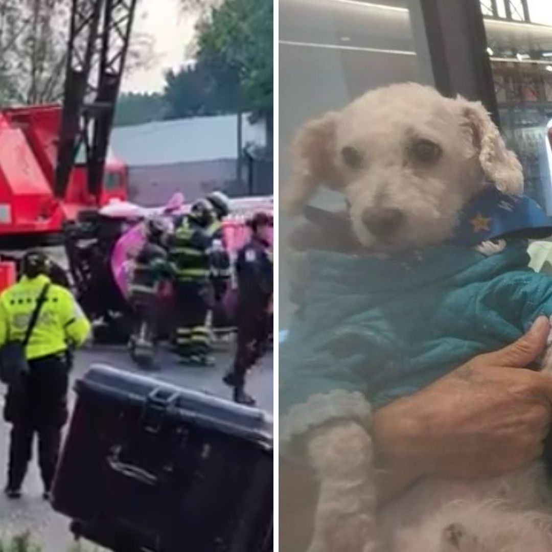 Perrito 'Chicharrón' Viajaba en el Taxi de su Dueño porque Estaba Enfermo: ¿Qué Tenía?