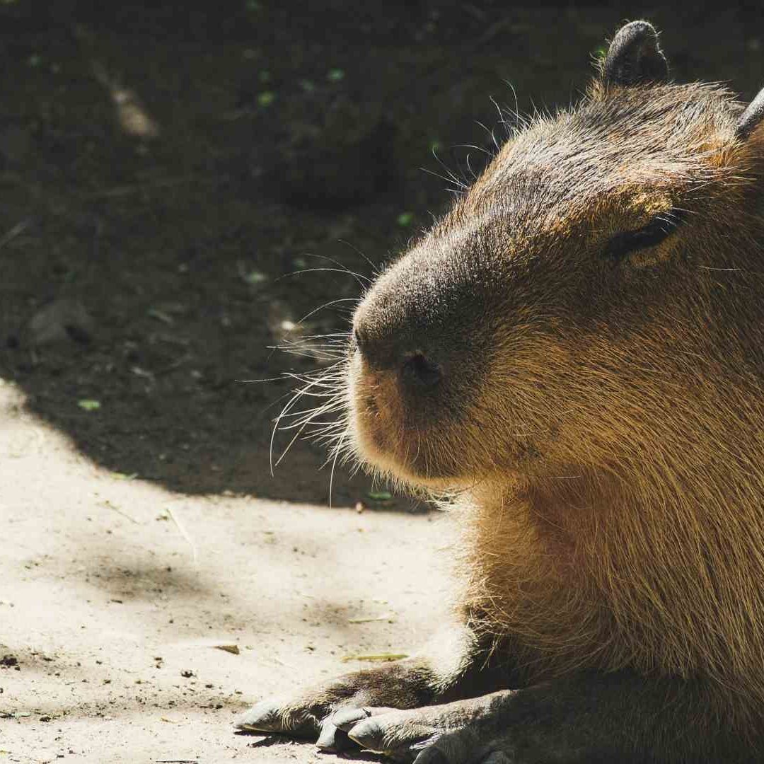 Anuncian Llegada de Capibara al Centro Ecológico de Sonora