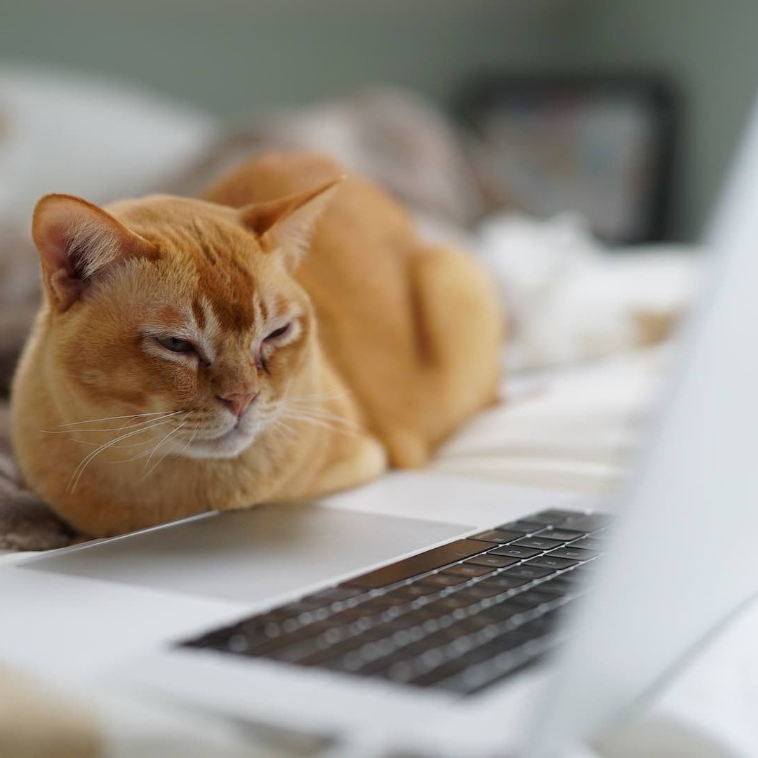 Los gatos y perros de la CDMX pueden recibir la vacuna antirrábica gratuita en las campañas de la CDMX