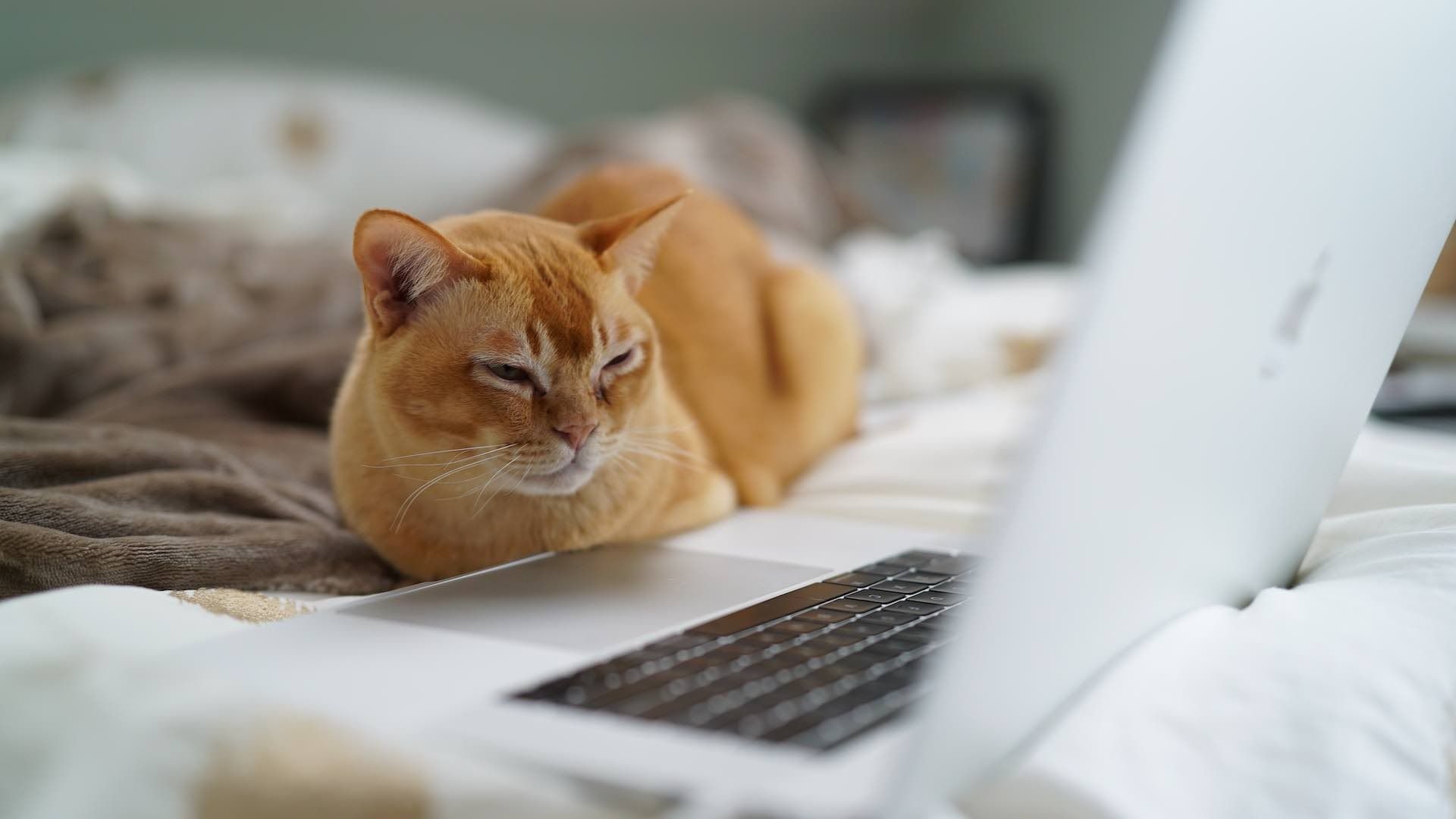 Los gatos y perros de la CDMX pueden recibir la vacuna antirrábica gratuita en las campañas de la CDMX