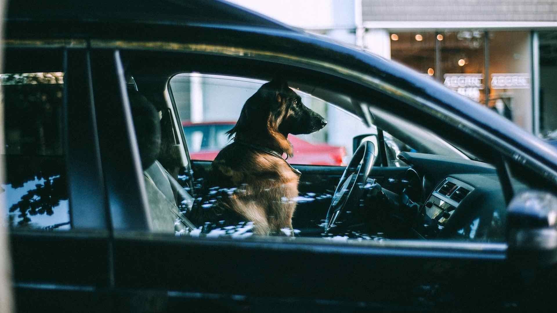 Perro en el asiento del conductor