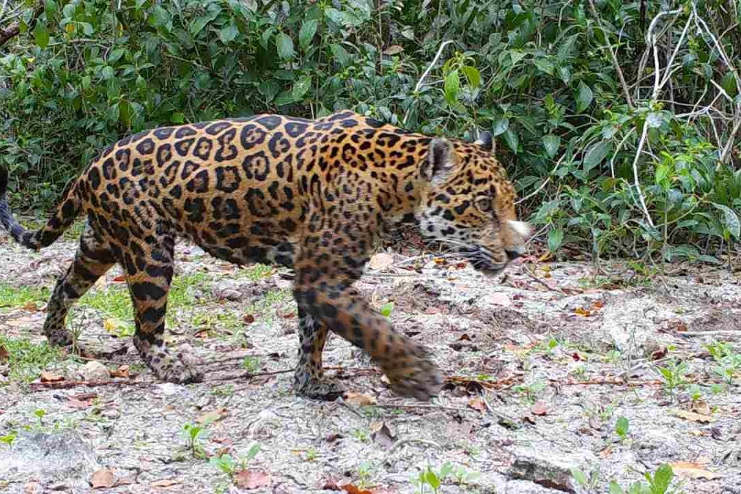 Estos datos brindan información sobre la vida silvestre local a los investigadores y contribuyen a la preservación de la biodiversidad de Yucatán