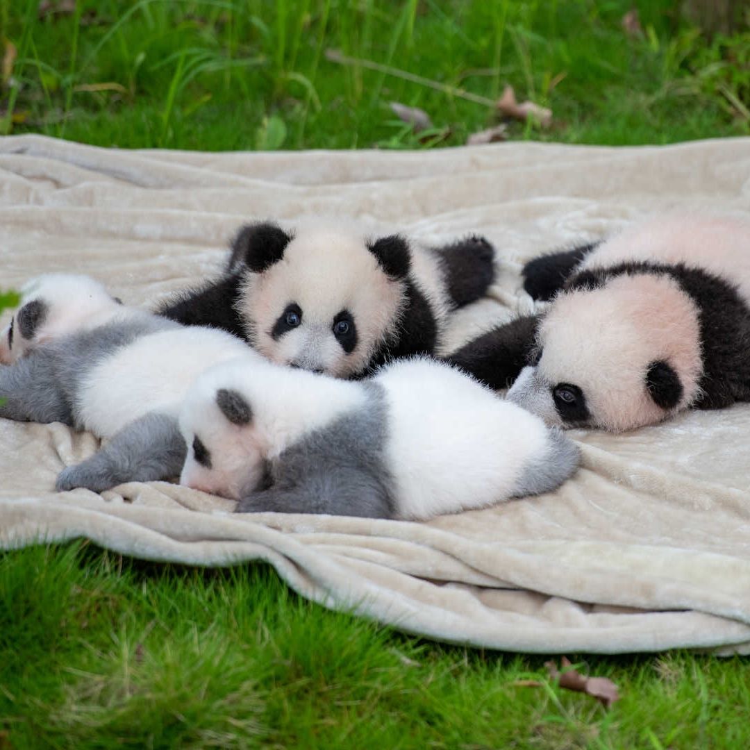 Bebés panda grises nacieron en Chengdu, en China