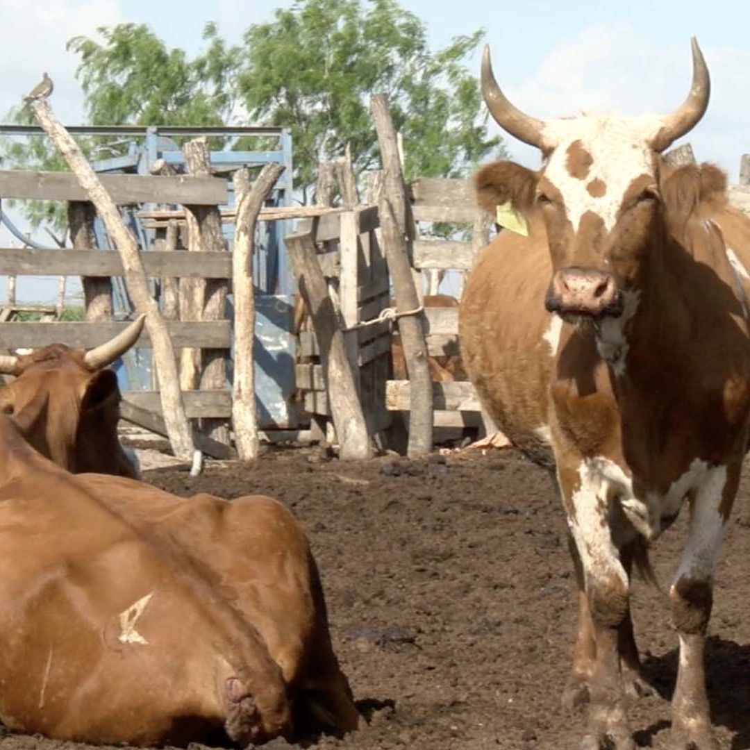 Detectan Segundo Caso de Gusano Barrenador en Tamaulipas