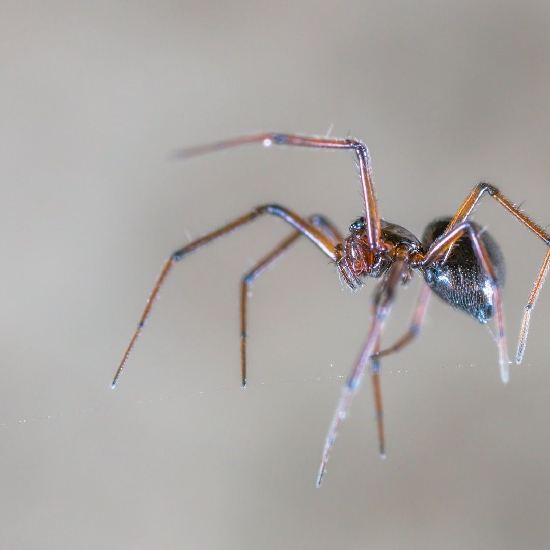 En en el Valle de México hay al menos cinco especies de arañas