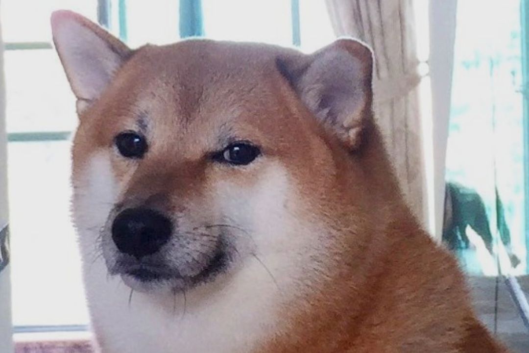 Cheems Puede Irse en Cualquier Momento Dice Kathy, Dueña de la Perrito Meme de Raza Shiba Inu