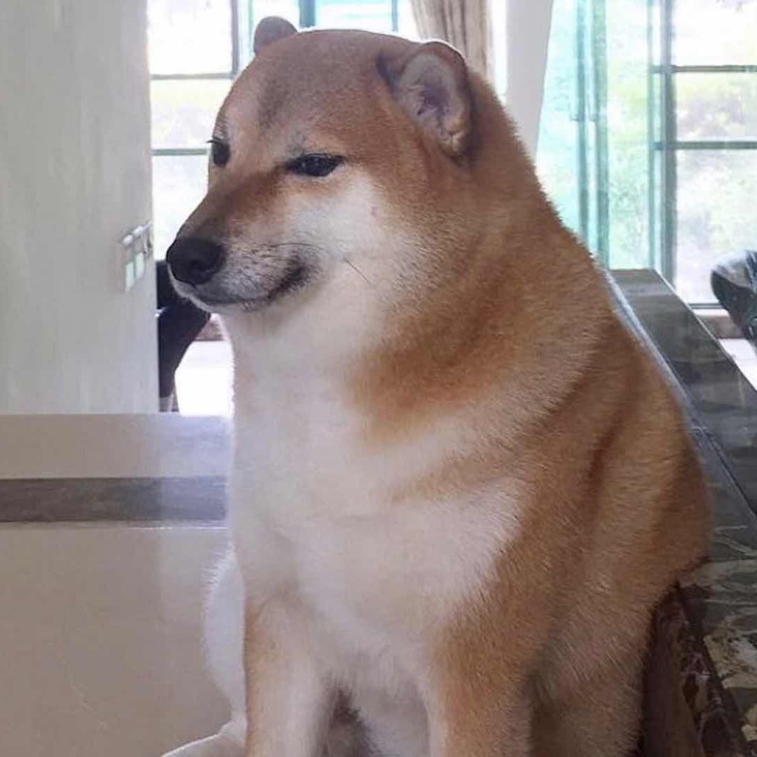 Cheems es una de las perritos más virales de internet gracias a sus curiosas expresiones