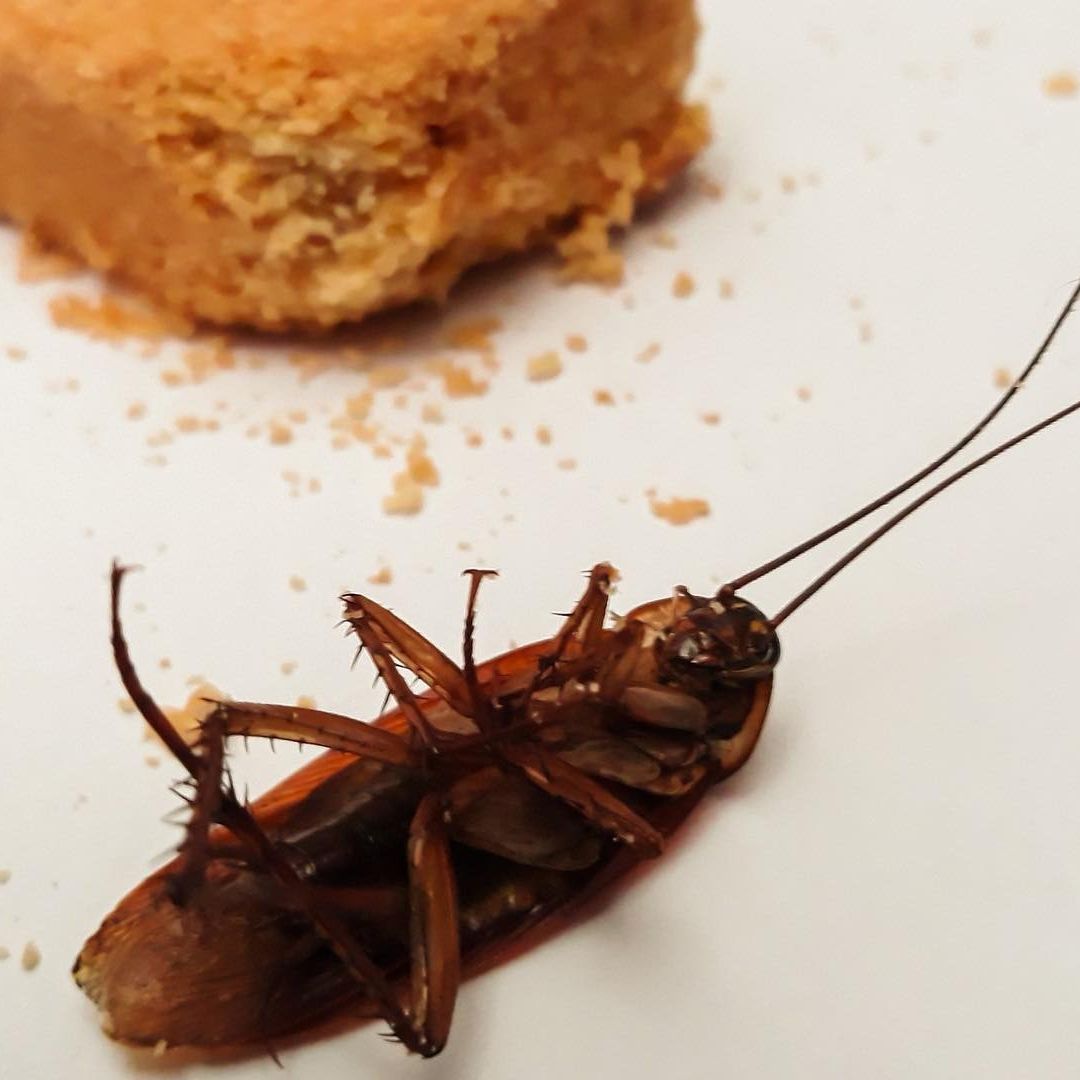Las plagas que no se pueden controlar con remedios caseros deben ser tratadas por un exterminador