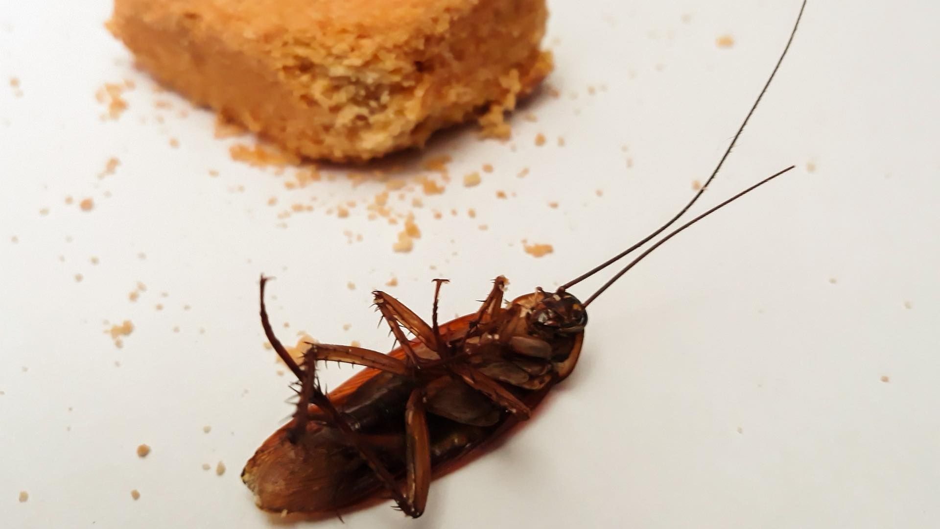 Las plagas que no se pueden controlar con remedios caseros deben ser tratadas por un exterminador