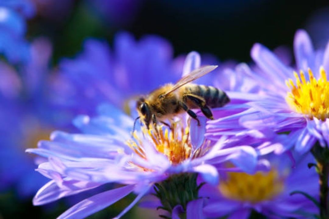 FAO Pide Proteger a las Abejas, Vitales para los Ecosistemas