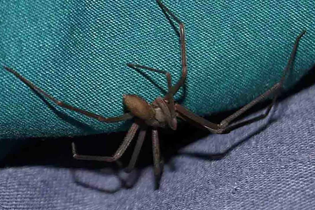Niño Sobrevive a Picadura de Araña Violinista en Tamaulipas