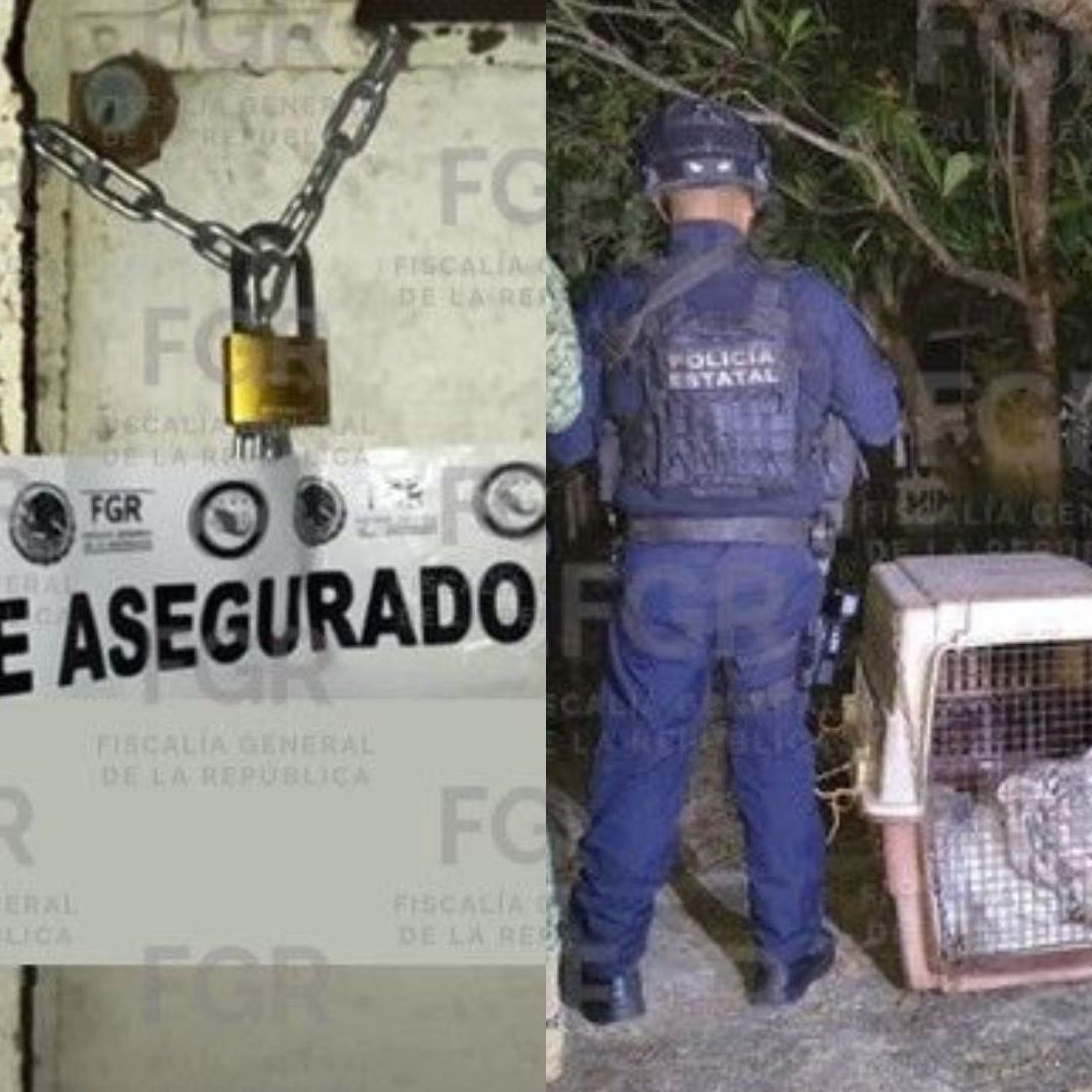 La Fiscalía General de la República obtuvo del juez de control una orden de cateo al interior de un inmueble donde presuntamente había un tigre al interior.