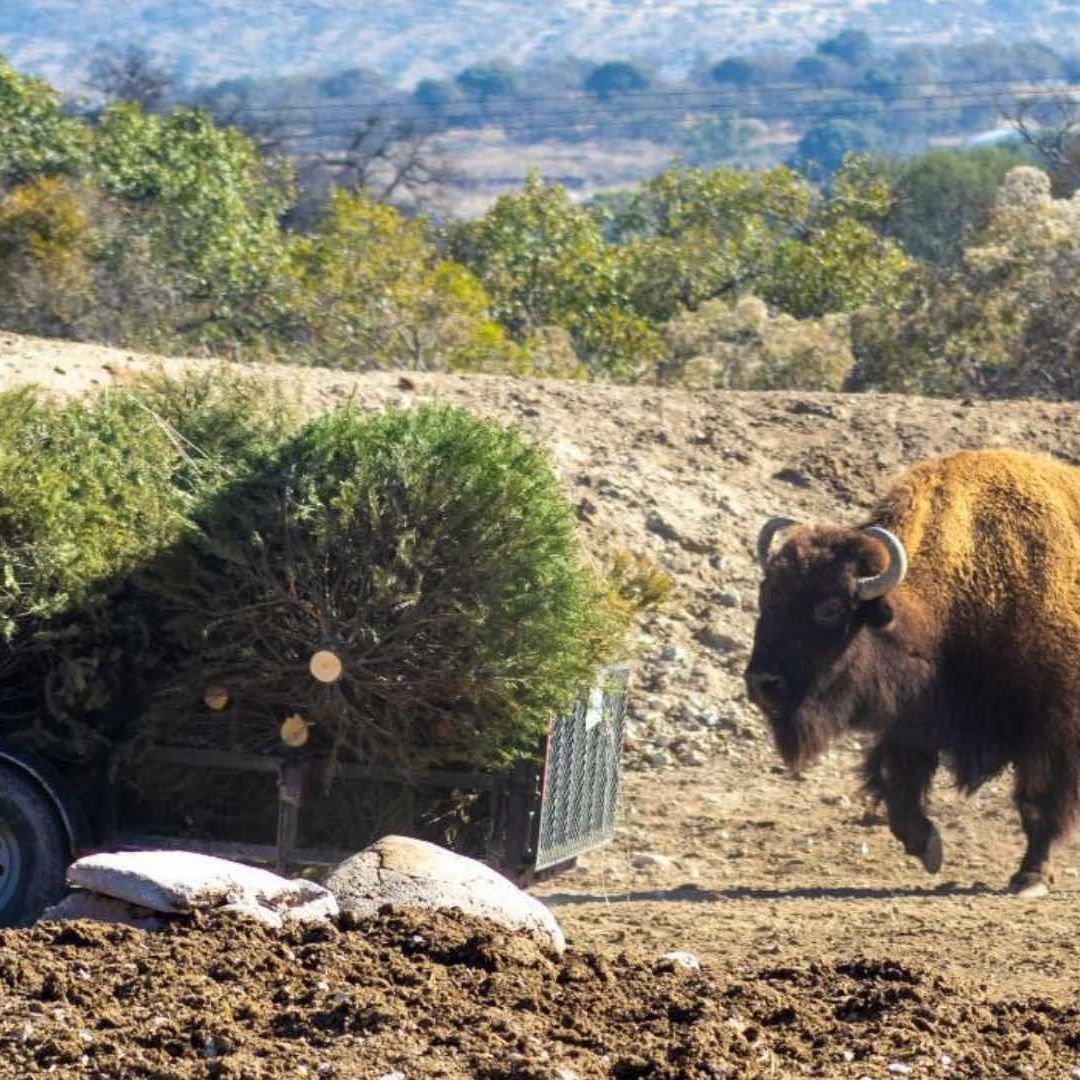 Centros de Acopio para Árboles de Navidad en Puebla 2026; Promoción 2x1 en Zoológico