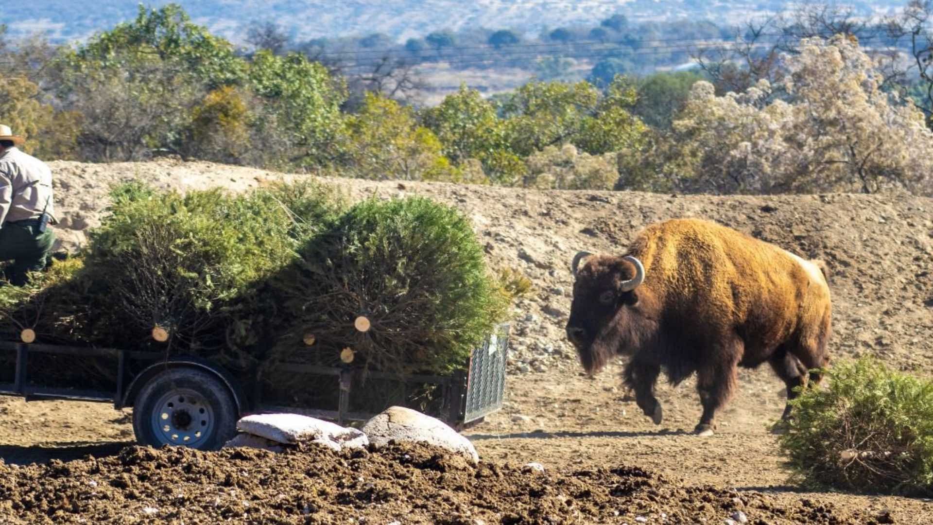 Centros de Acopio para Árboles de Navidad en Puebla 2026; Promoción 2x1 en Zoológico