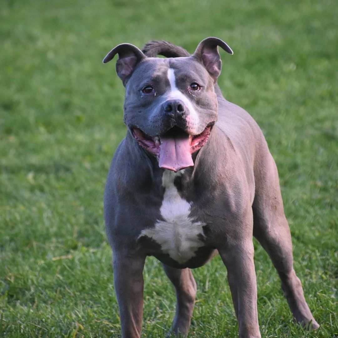 Niño muere tras ataque de pitbull en Zacatecas