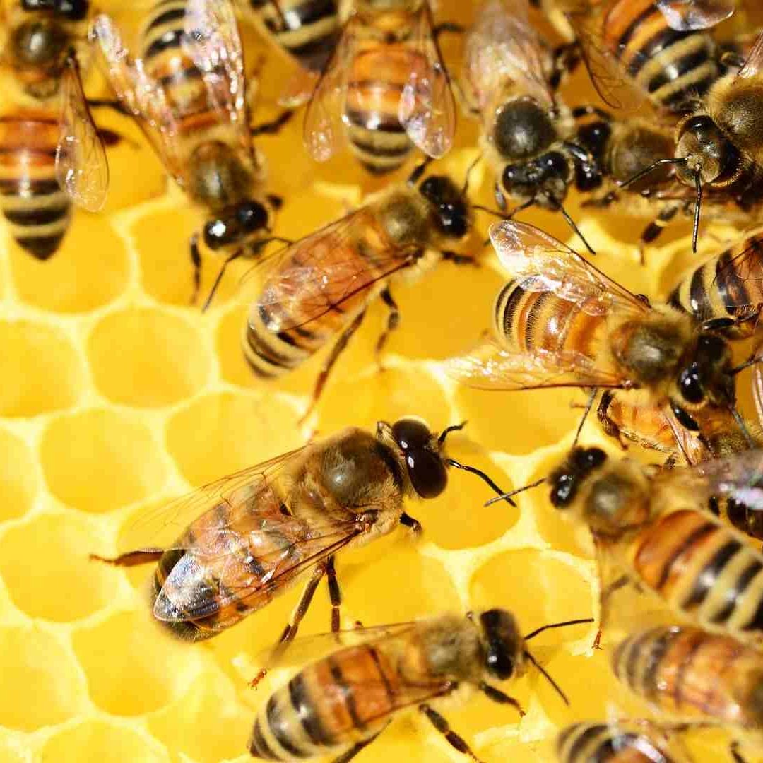 Mexicali produce el más del 77% de miel de abeja en Baja California