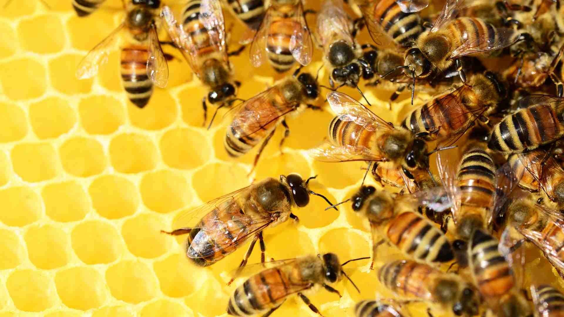 Mexicali produce el más del 77% de miel de abeja en Baja California