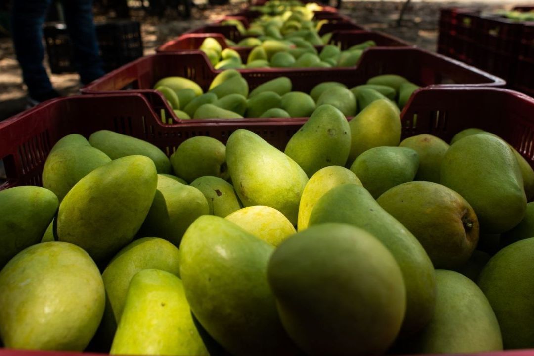 El Soconusco, Chiapas, la cuna del mango Ataulfo