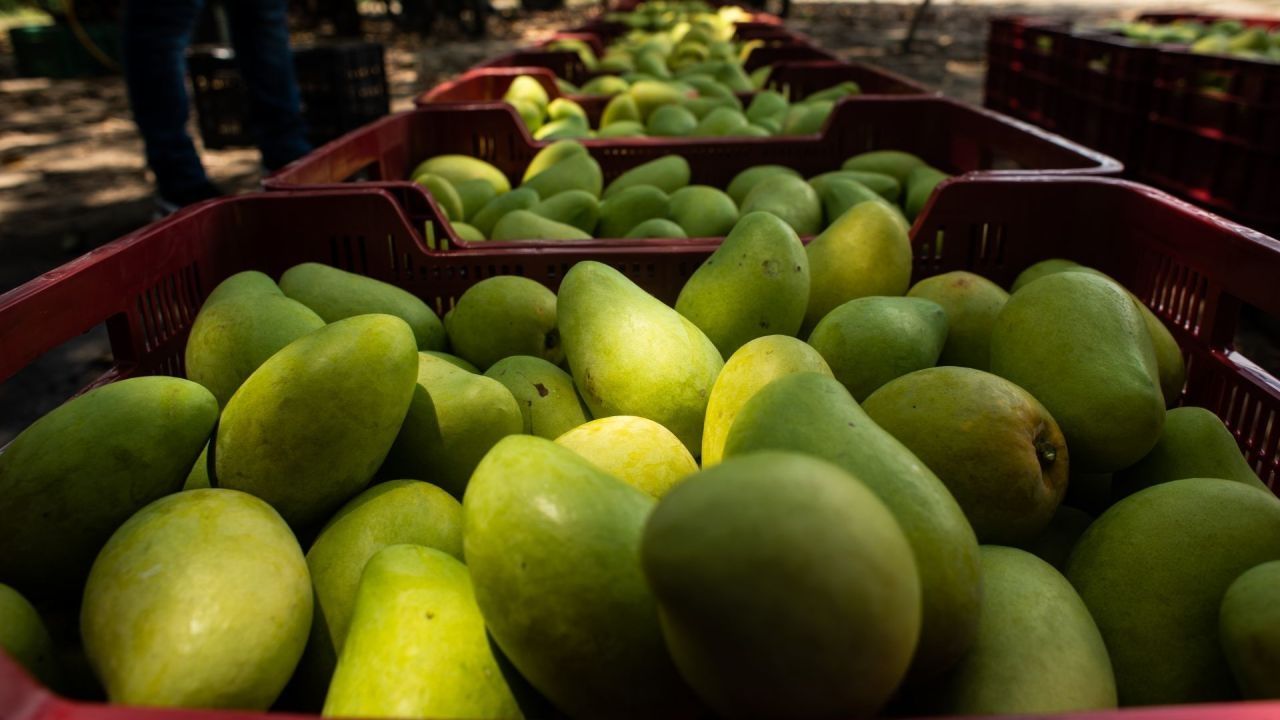 El Soconusco, Chiapas, la cuna del mango Ataulfo