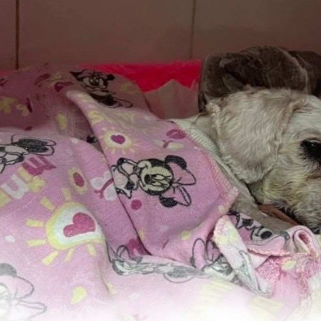 Murió "Chicharrón", Perrito Rescatado Tras Accidente de Taxista en Navidad.