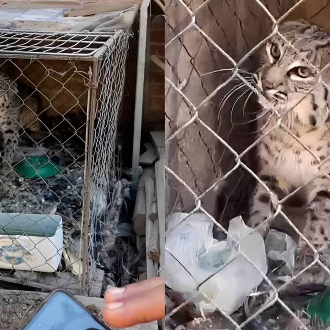 Encuentran Gato Montés al Interior de una Casa en San Pedro, Coahuila