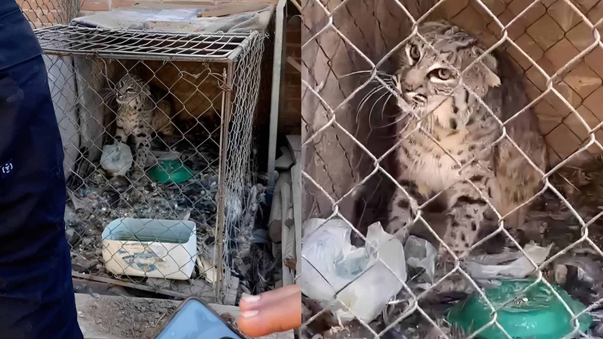 Encuentran Gato Montés al Interior de una Casa en San Pedro, Coahuila