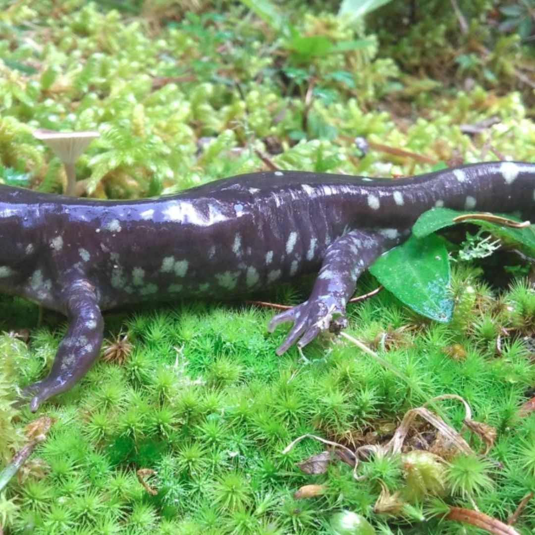 UNAM Halla 50 Ajolotes del Altiplano en Querétaro Después de 15 Años Sin Ser Visto