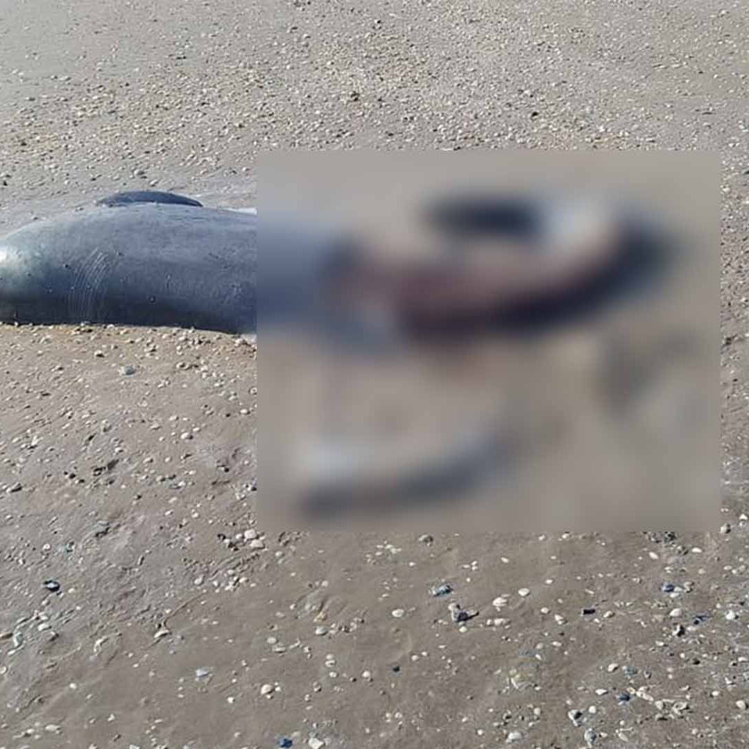 Hallan Primer Delfín Muerto del 2026 en Playa Bagdad