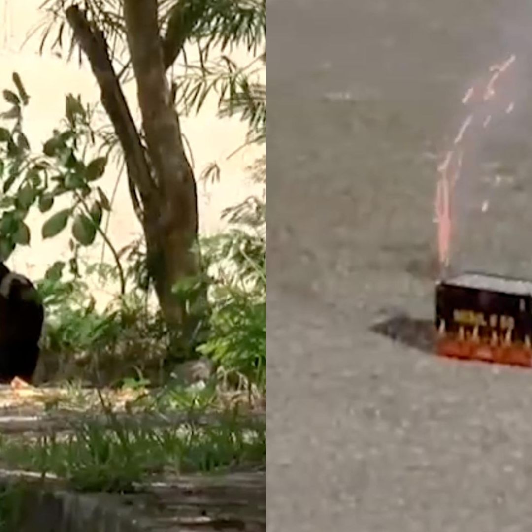 Gato Muere por Explosión de Pirotecnia que le Amarraron al Cuerpo en Mérida Yucatán
