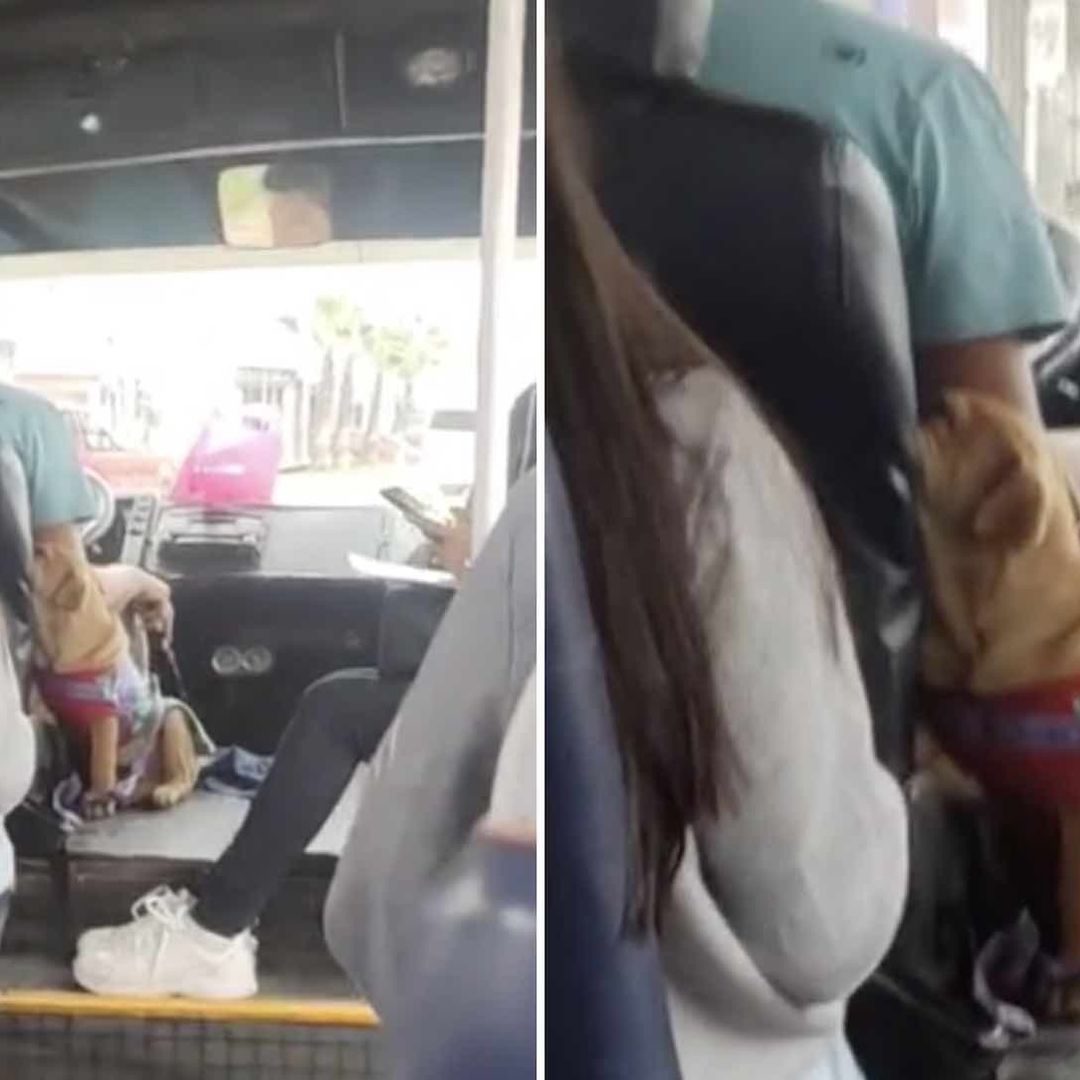 Chofer lleva a su perrita a lado en el autobús