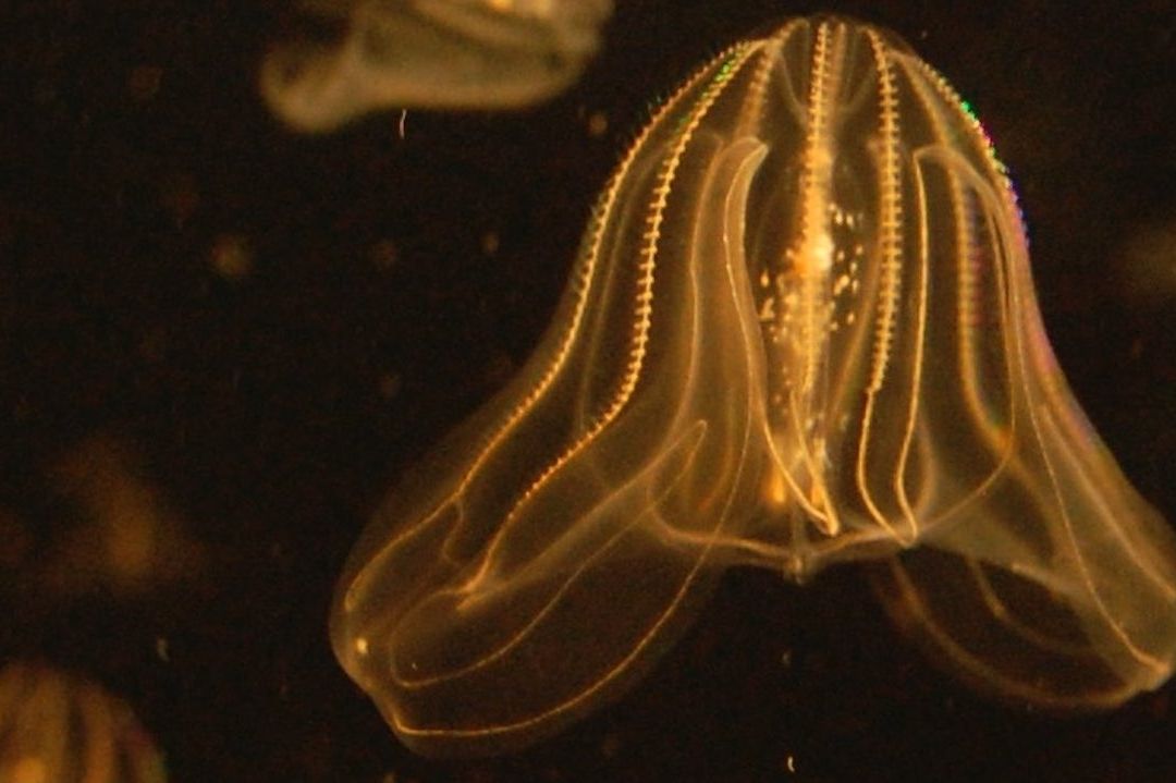 Ctenóforos en un acuario