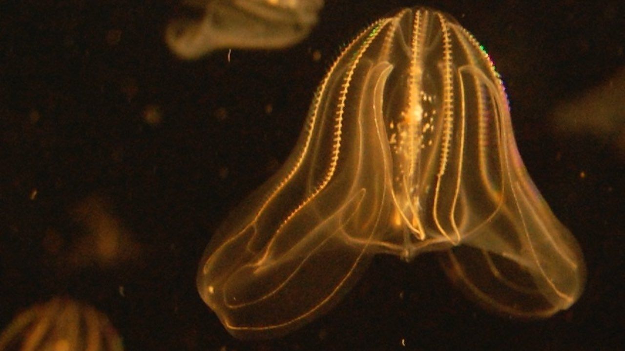 Ctenóforos en un acuario