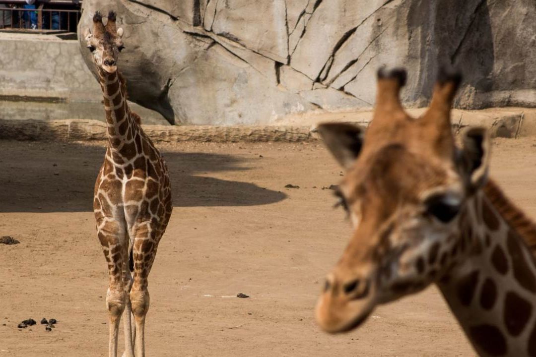 Animales en el Zoológico de Chapultepec