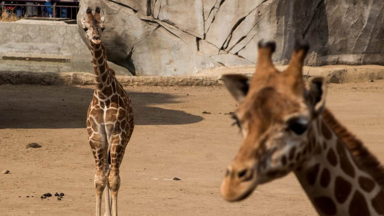 Animales en el Zoológico de Chapultepec