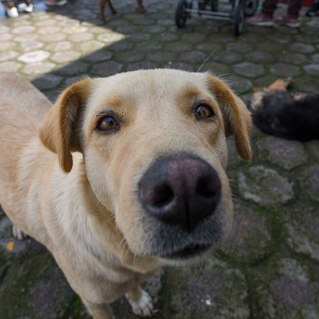 Los perros y gatos del hotel podrán ser adoptados por el público en general
