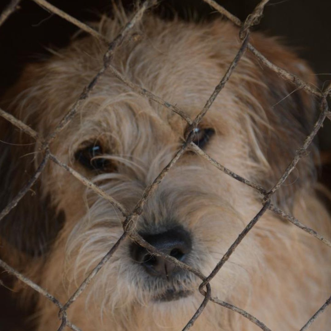 Trasladan 304 Perros de Refugio Franciscano a Albergue en el Ajusco; 10 Están Hospitalizados.