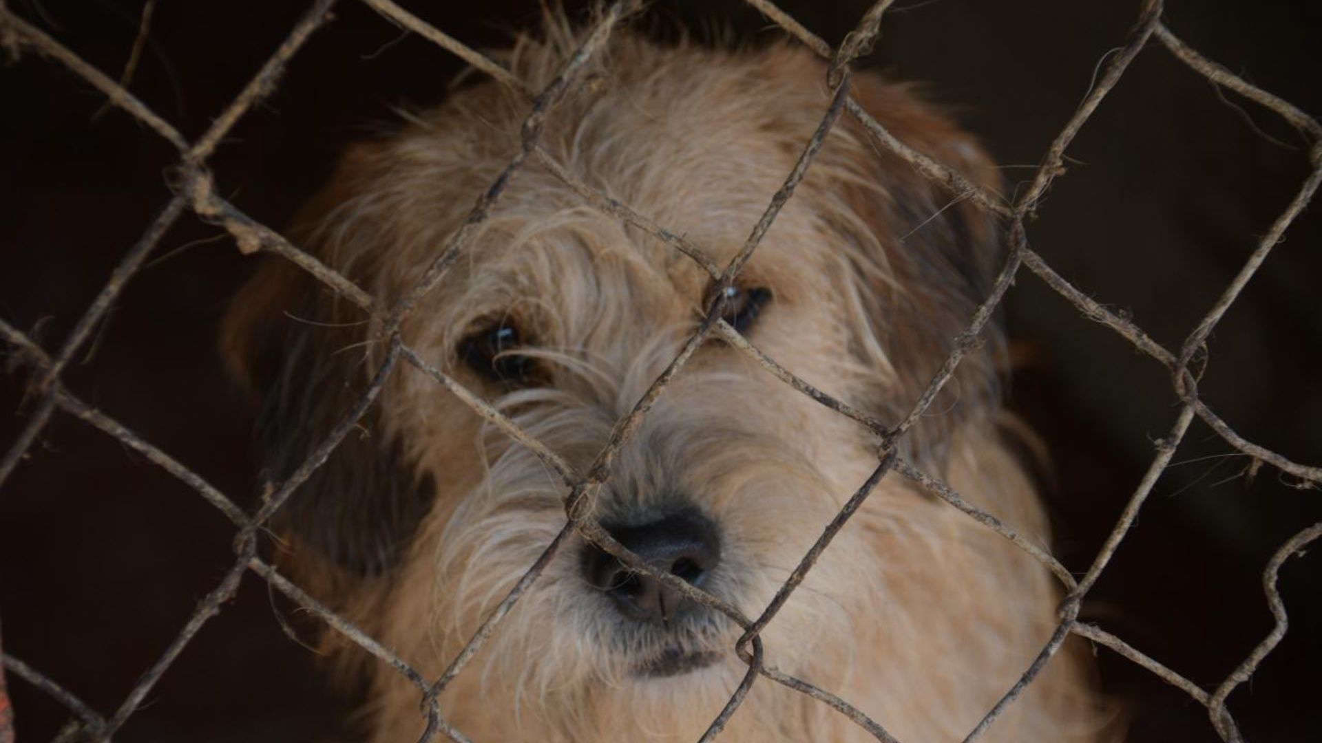 Trasladan 304 Perros de Refugio Franciscano a Albergue en el Ajusco; 10 Están Hospitalizados.