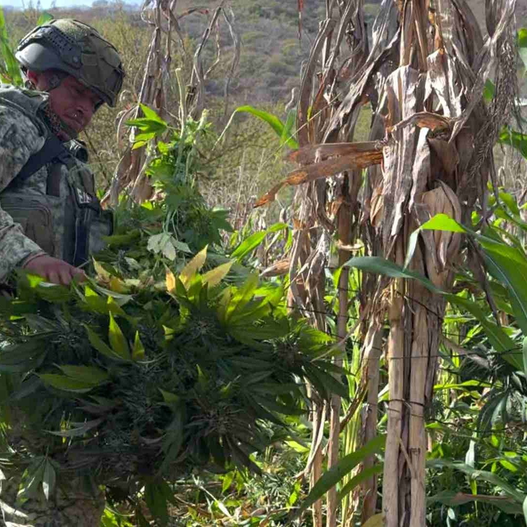 Descubren en Badiraguato, Sinaloa Nueva Modalidad Para Producir Mariguana en Macetas