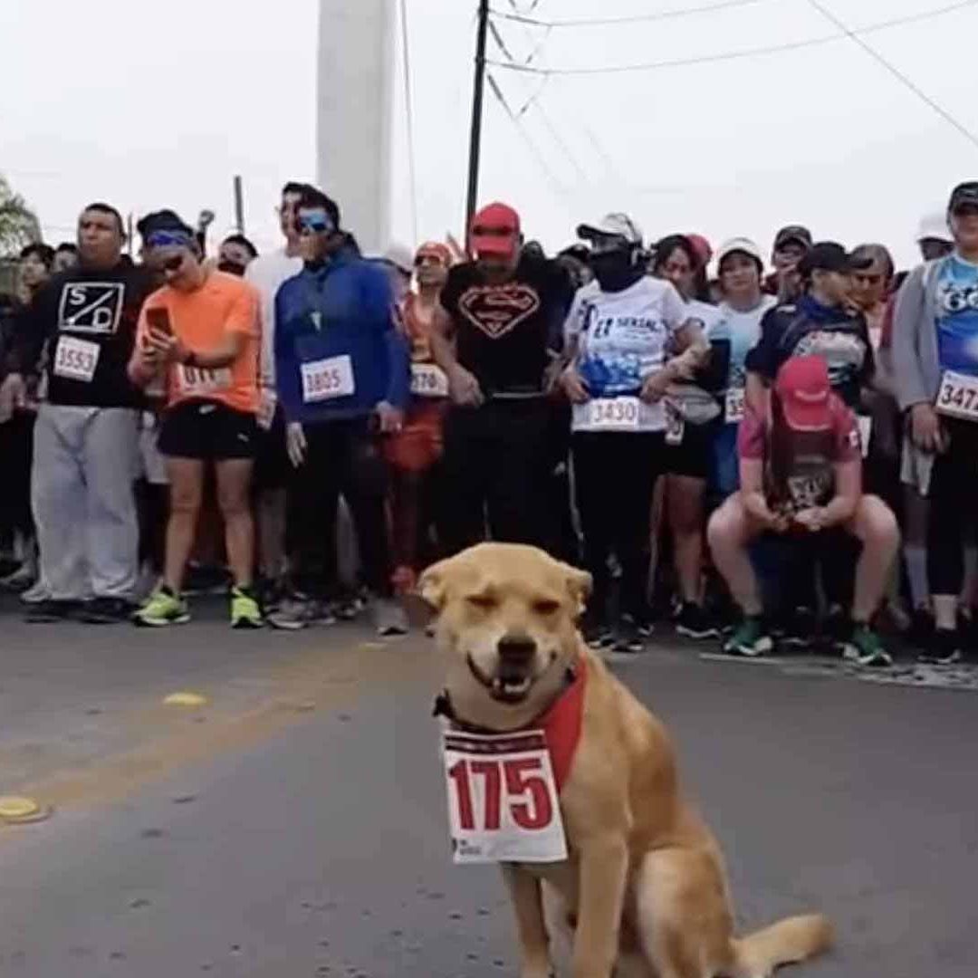 Chilces vuelve a competir y hasta le asignan número de dorsal