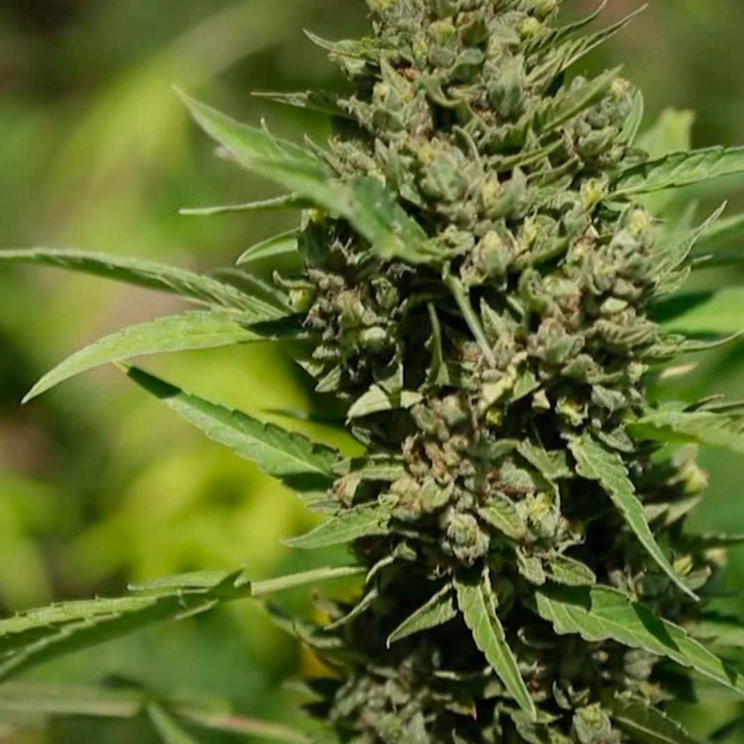 La marihuana es la droga de primer consumo en el estado de Nuevo León. Foto: N+