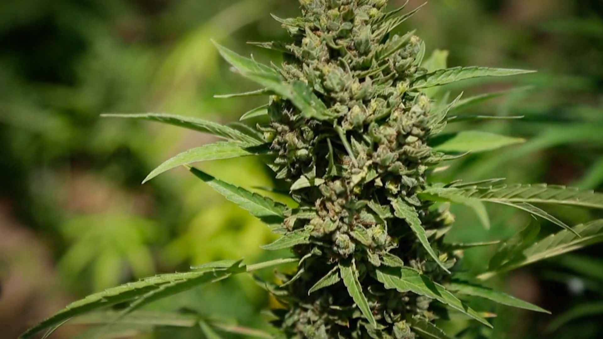 La marihuana es la droga de primer consumo en el estado de Nuevo León. Foto: N+