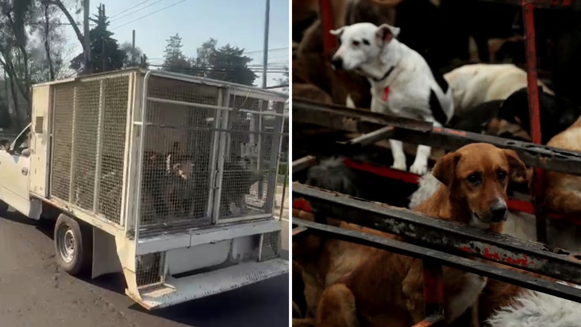 Caso Refugio Franciscano: ¿Dónde Están y Qué Pasará con los Casi Mil Animales Rescatados?