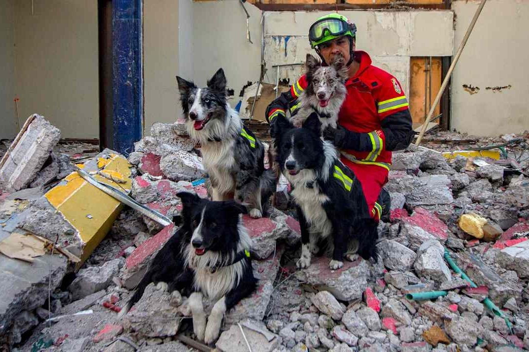 Aumenta preparación de perros rescatistas en México